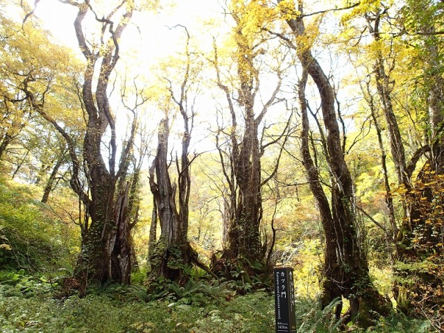 天生峠の紅葉　